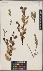 Foto von Salix aurita L.